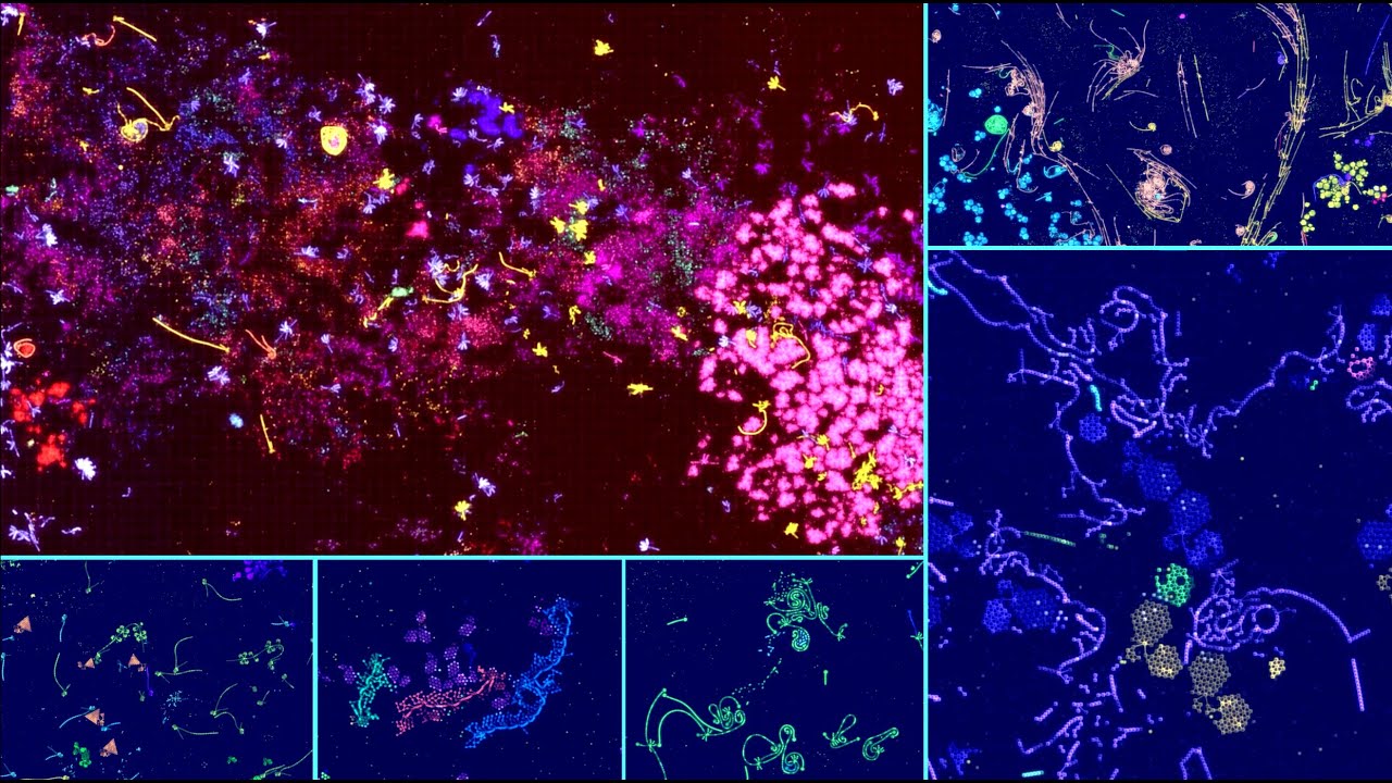 Emerging Ecosystems | Winner of the ALIFE 2024 Virtual Creatures Competition
