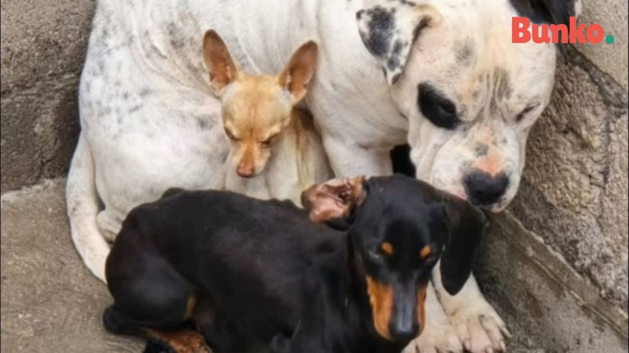 Juntos contra la adversidad: su amor y amistad los mantuvo fuertes hasta el final