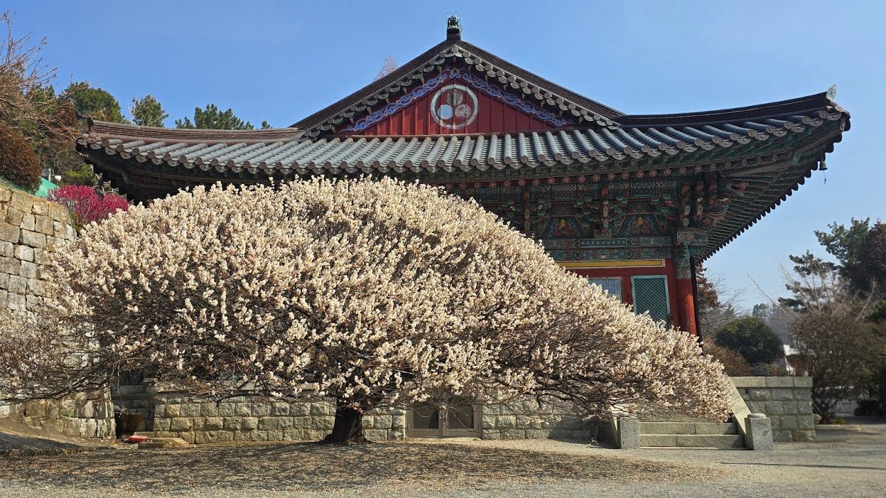 청연암 백매(2)