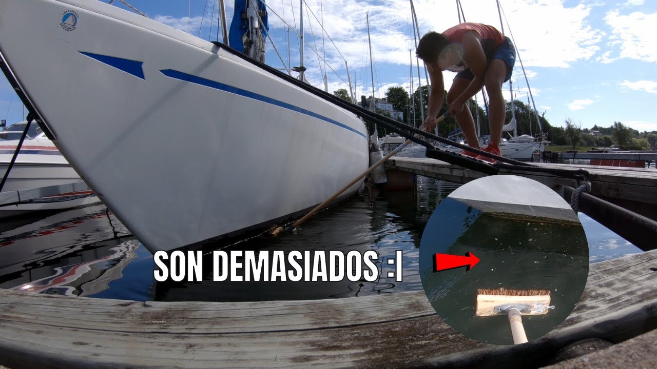 Moluscos en el casco y revivo la teca (madera)