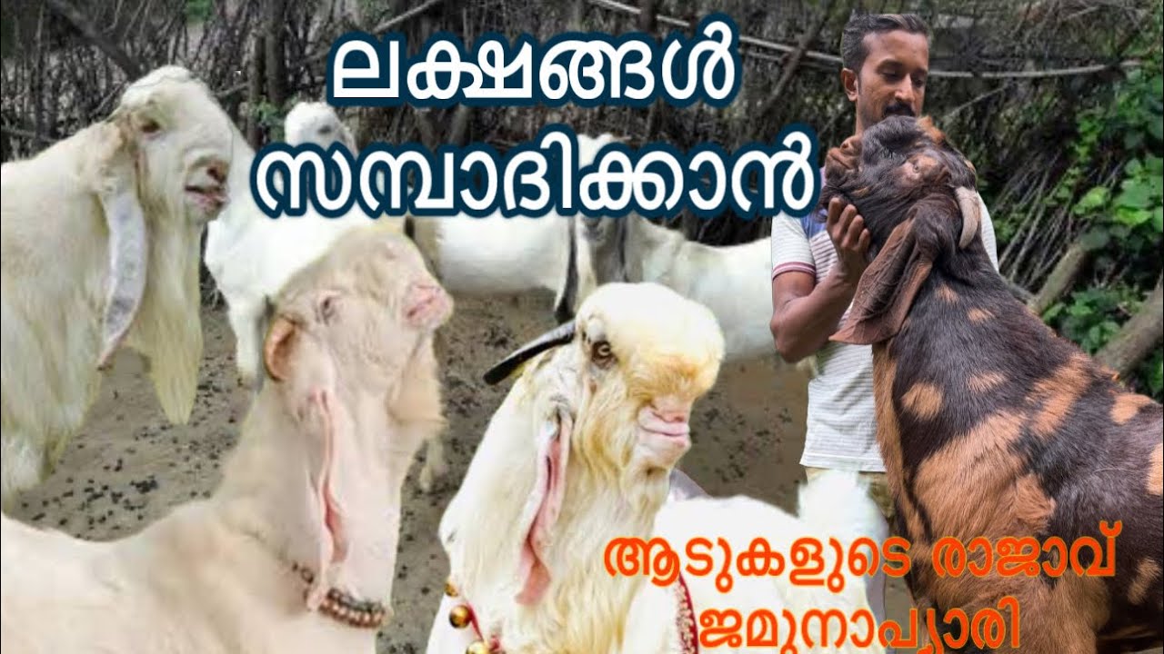 യുവകർഷകന്റെ വിജയം ക്വാളിറ്റി ആട് ശേഖരം new goat farm kerala malayalam