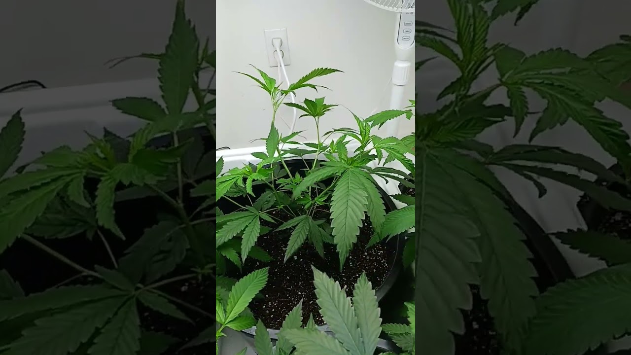 Feeding Moms with Age Old Organics prepping for taking more clones in 12 days.  Royal Kush / Goochee