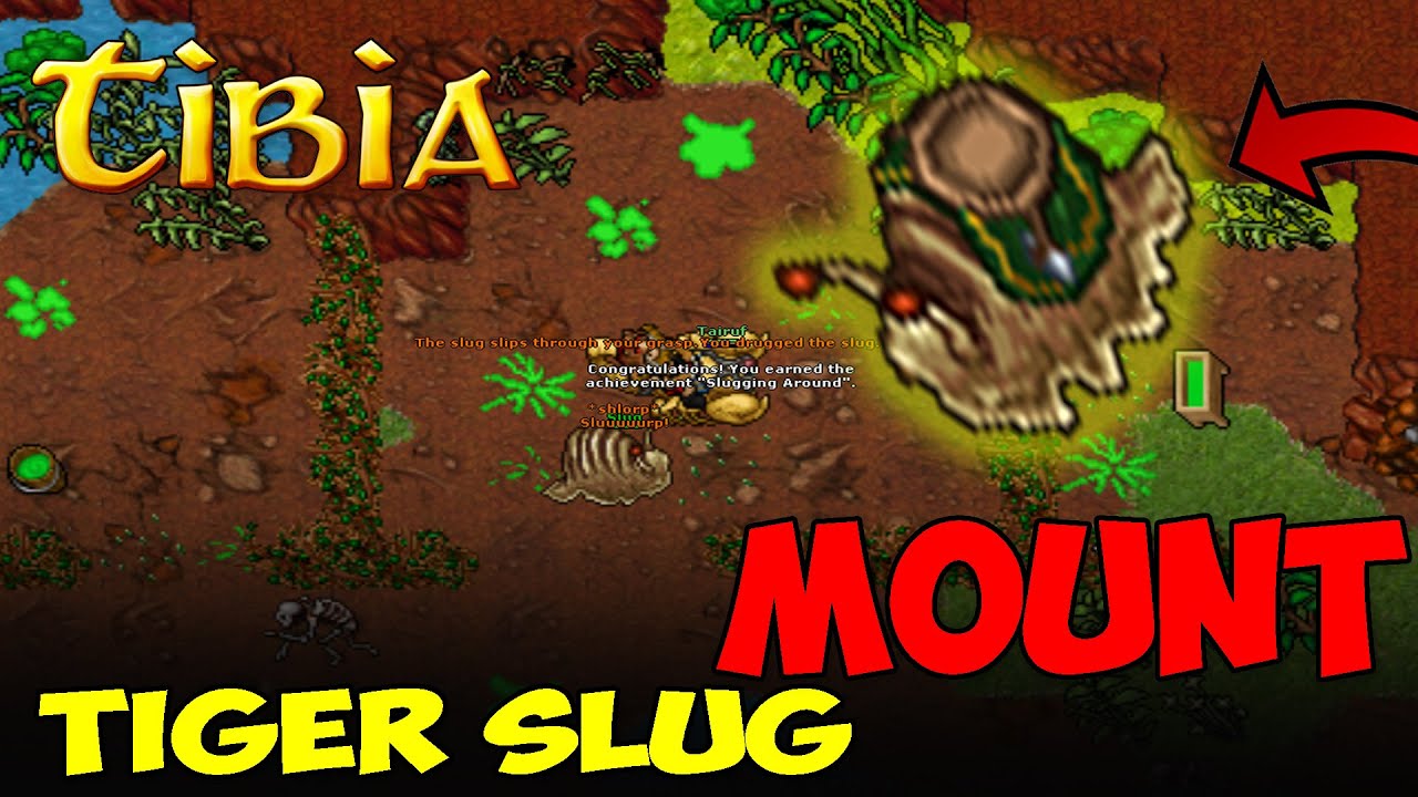 UJEŻDŻAMY ŚLIMAKA - TIBIA - Tiger Slug Mount - JAK ZŁAPAĆ ŚLIMAKA - Tibia MOUNTS
