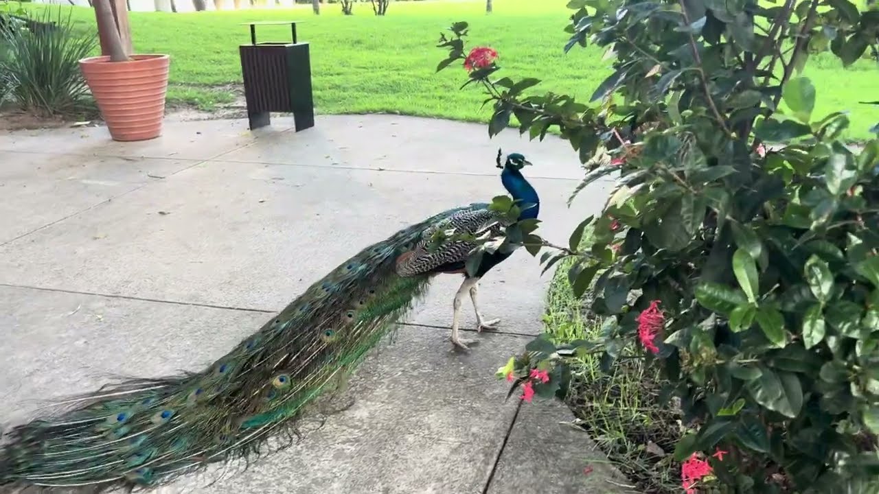 Birds of Bolivia 🇧🇴Season 1 episode 1 of trip to Bolivia 