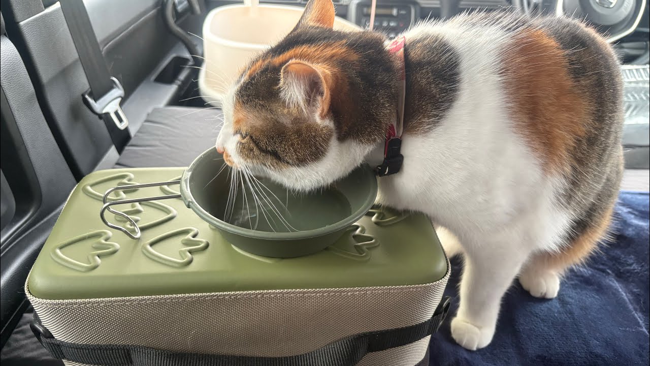 猫と初めての車中泊　Nバン　ベットキットDIY