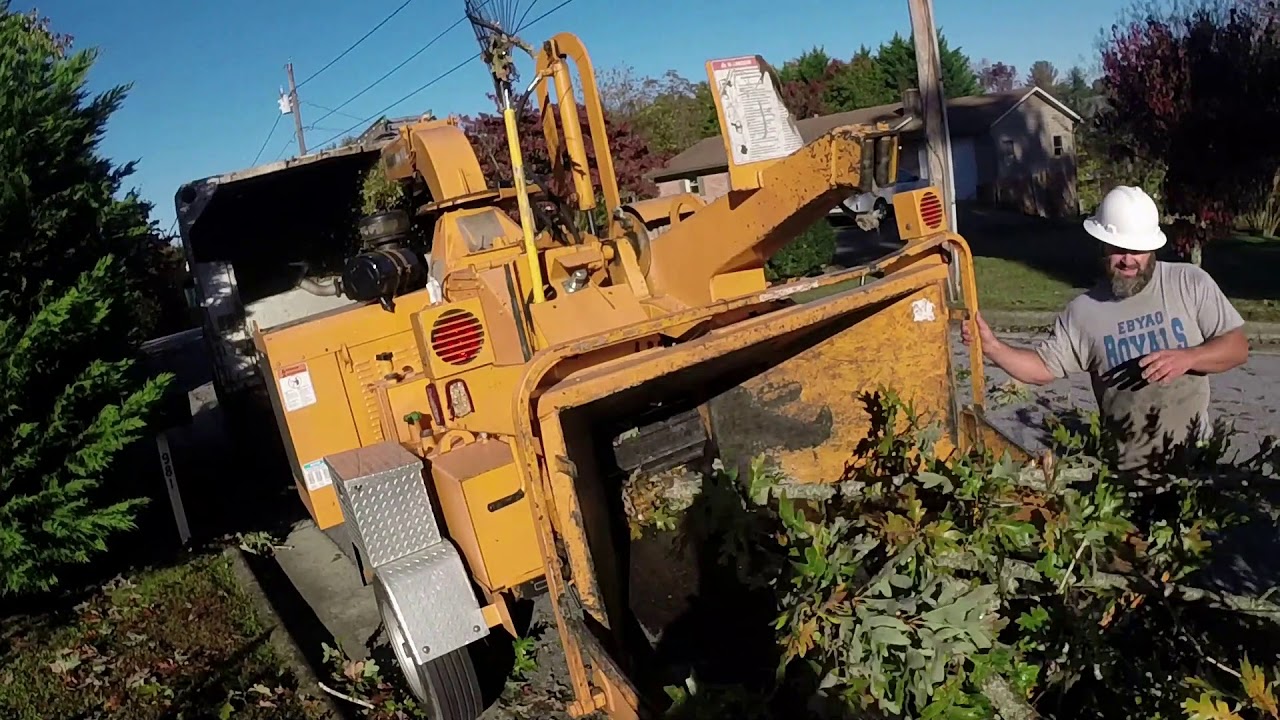 Brittain tree service dropping huge oak tree top!