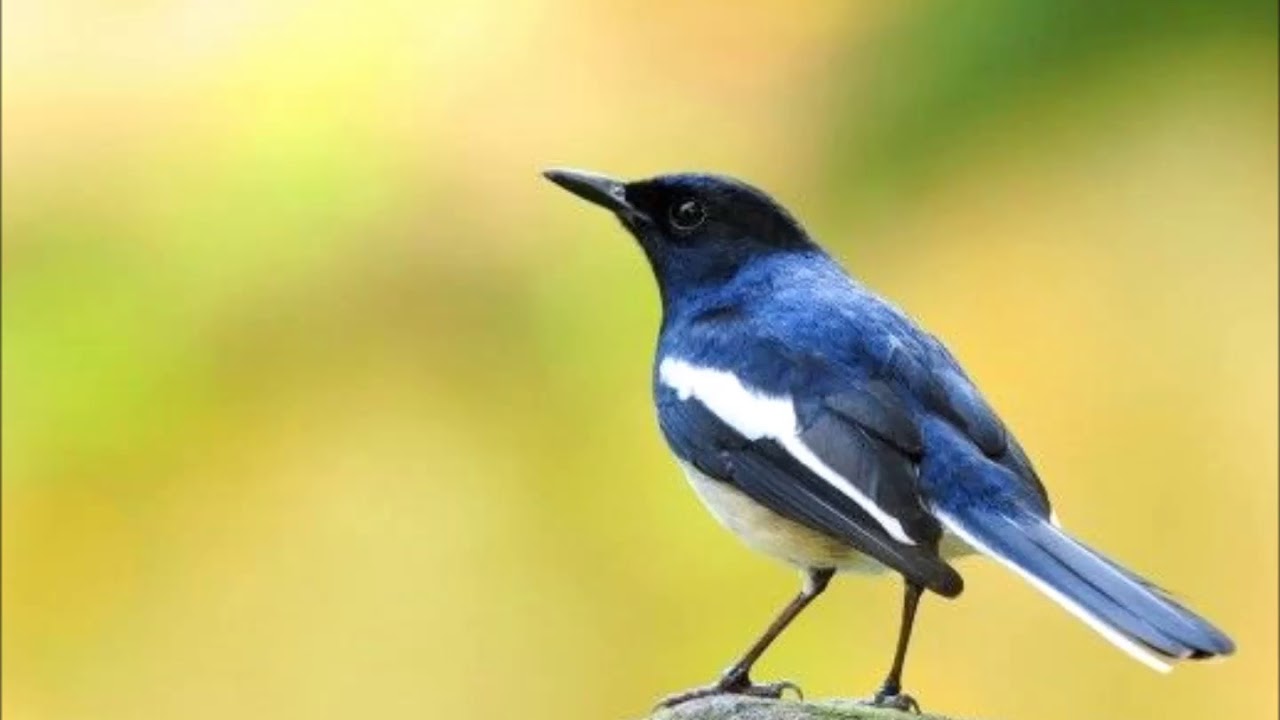 Pretenders - Birds of Paradise