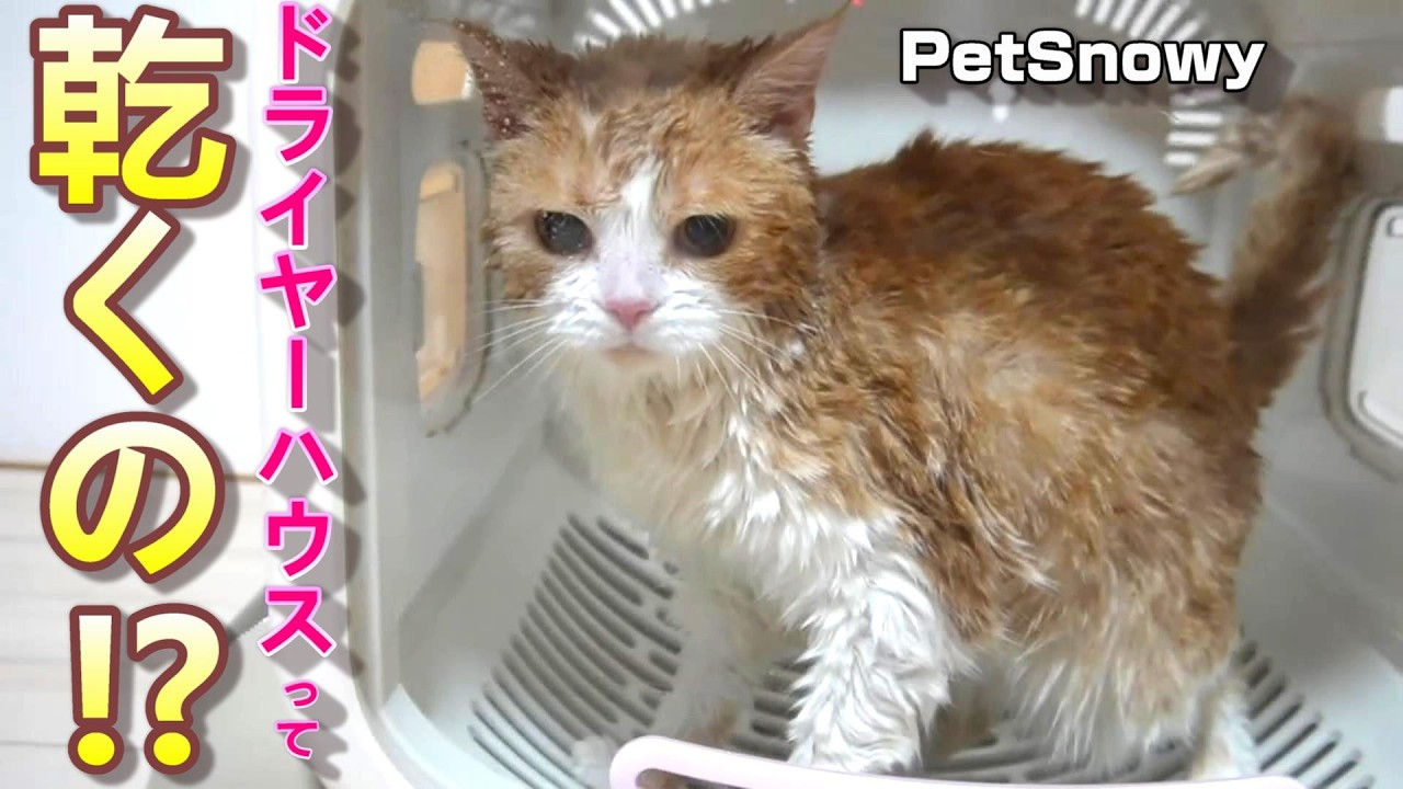 初めてペットドライヤーハウスを使ったら快適すぎた猫【PetSnowy】SMILEペットドライヤーハウス