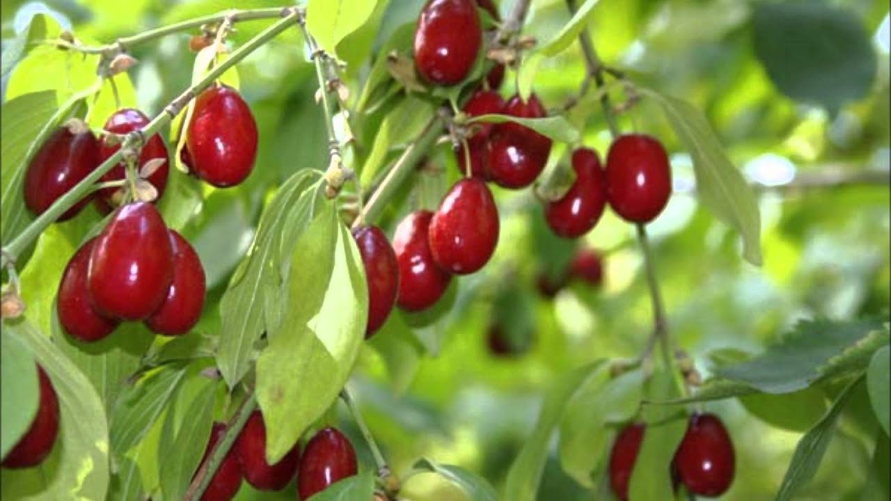 Kızılcıklar Oldu Mu? - Rüstem Avcı
