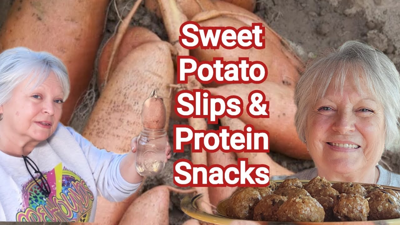 Healthier Protein  Snacks for Seniors  / How I start my Sweet Potato Slips