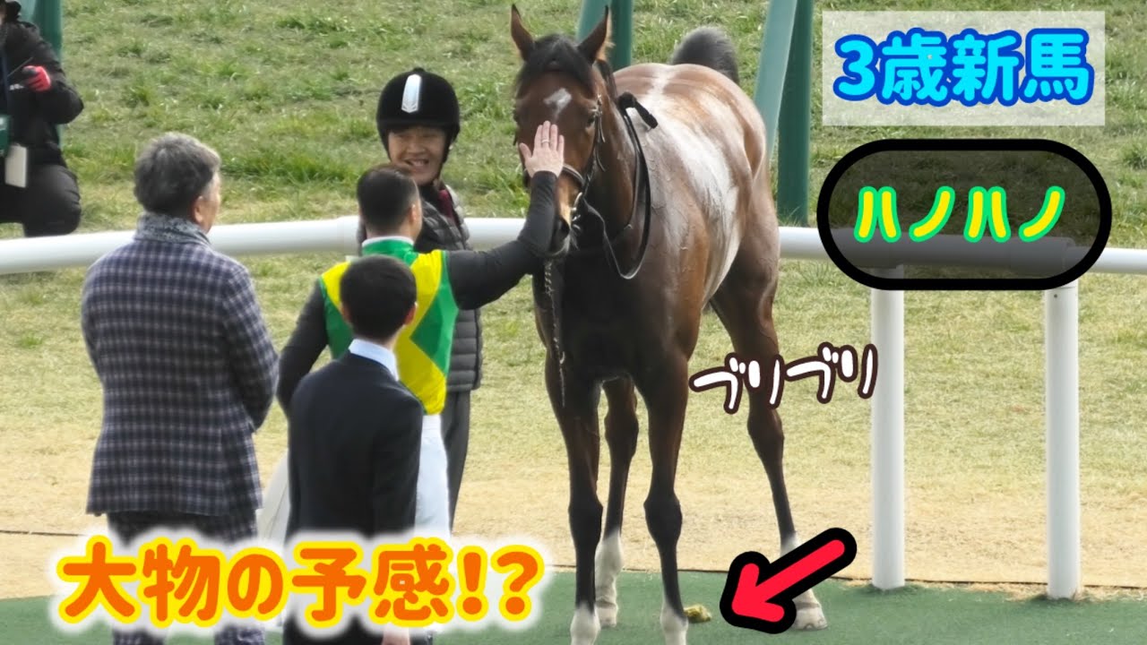 大人しく口取りできて偉いなぁと思ったら、ただう○ち踏ん張ってるだけだったハノハノ
