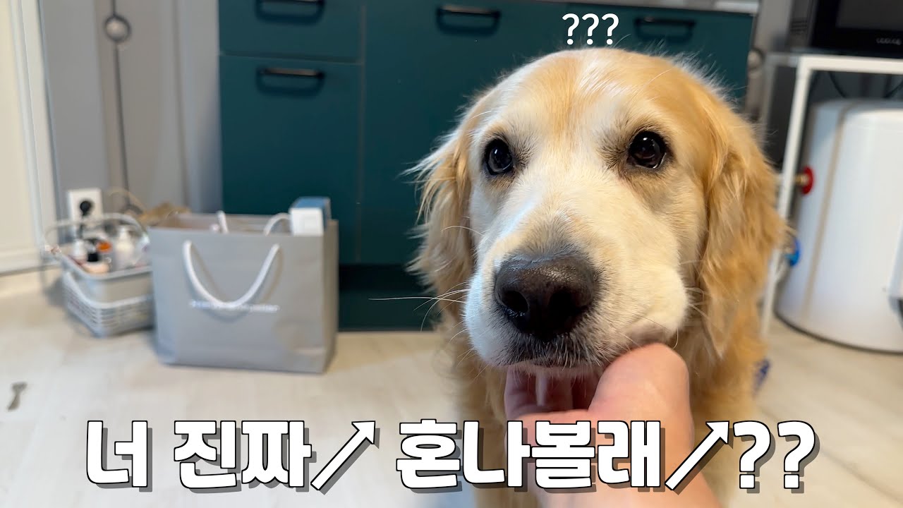 사투리만 알아듣는 강아지에게 서울말로 혼내면 보이는 거부 반응