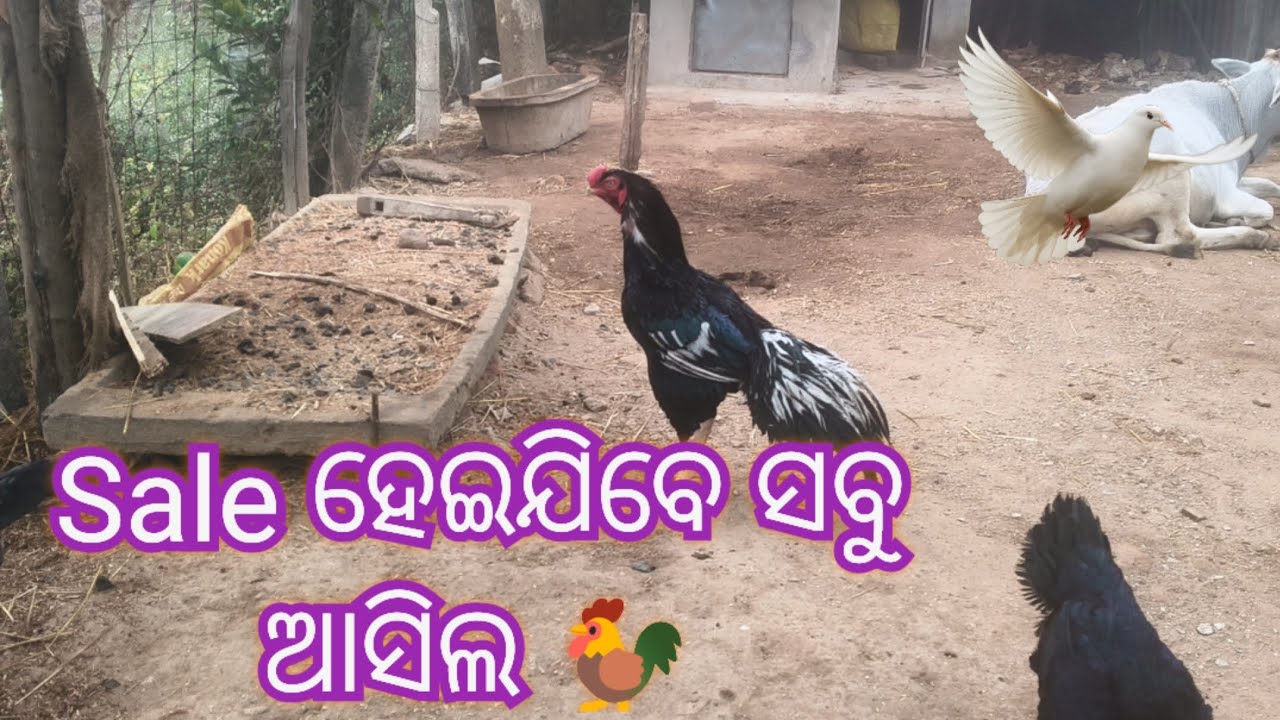 Sale ହେବେ ସବୁ female #foryou#shorts#viral #youtube#exoticbirds #angul #odisha#aseelmurga #aseel #yt 