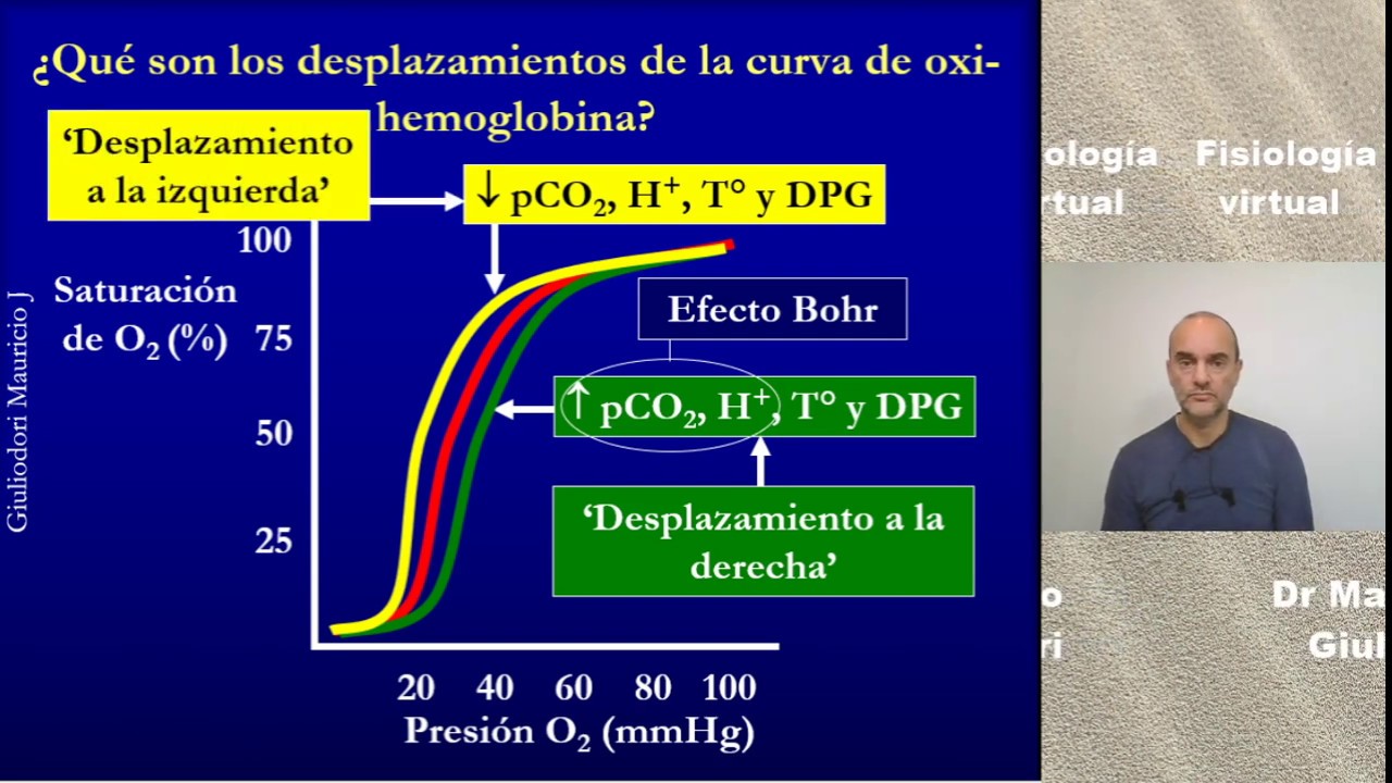 Fisiología respiratoria: saturación de hemoglobina, efecto Bohr y efecto Haldane en 15 minutos