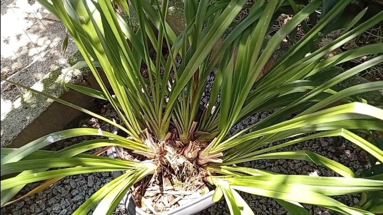 Qual época certa de replantar orquídea cimbidium ? 🤔