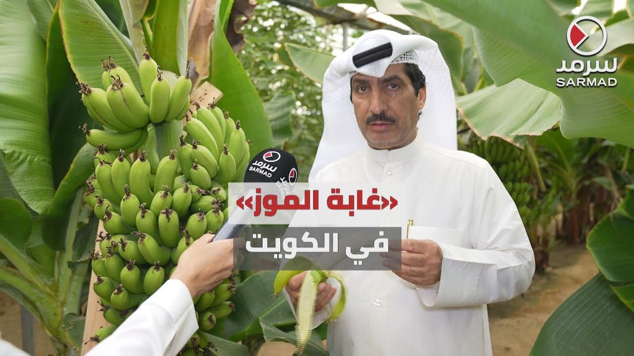 المُزارع الكويتي عيد العازمي يتمكن من زراعة 2000 شجرة موز في «الوفرة»