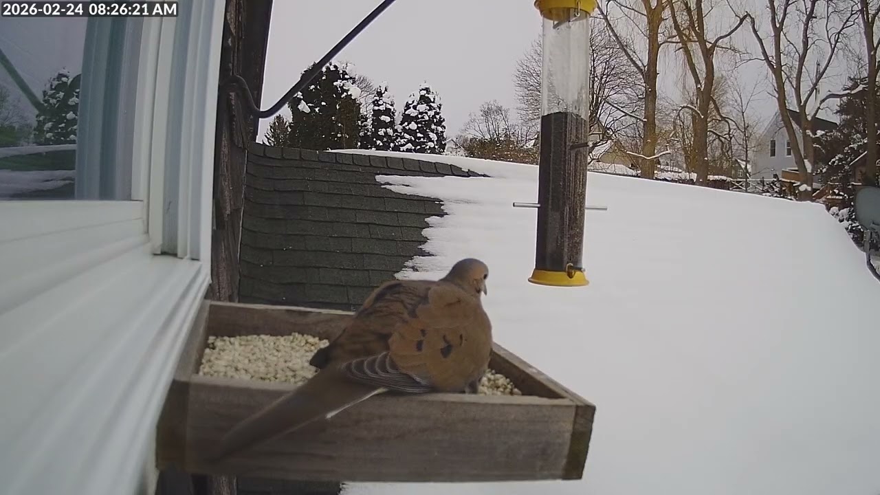 Daily Birdfeeder Highlight Reel (Tuesday)