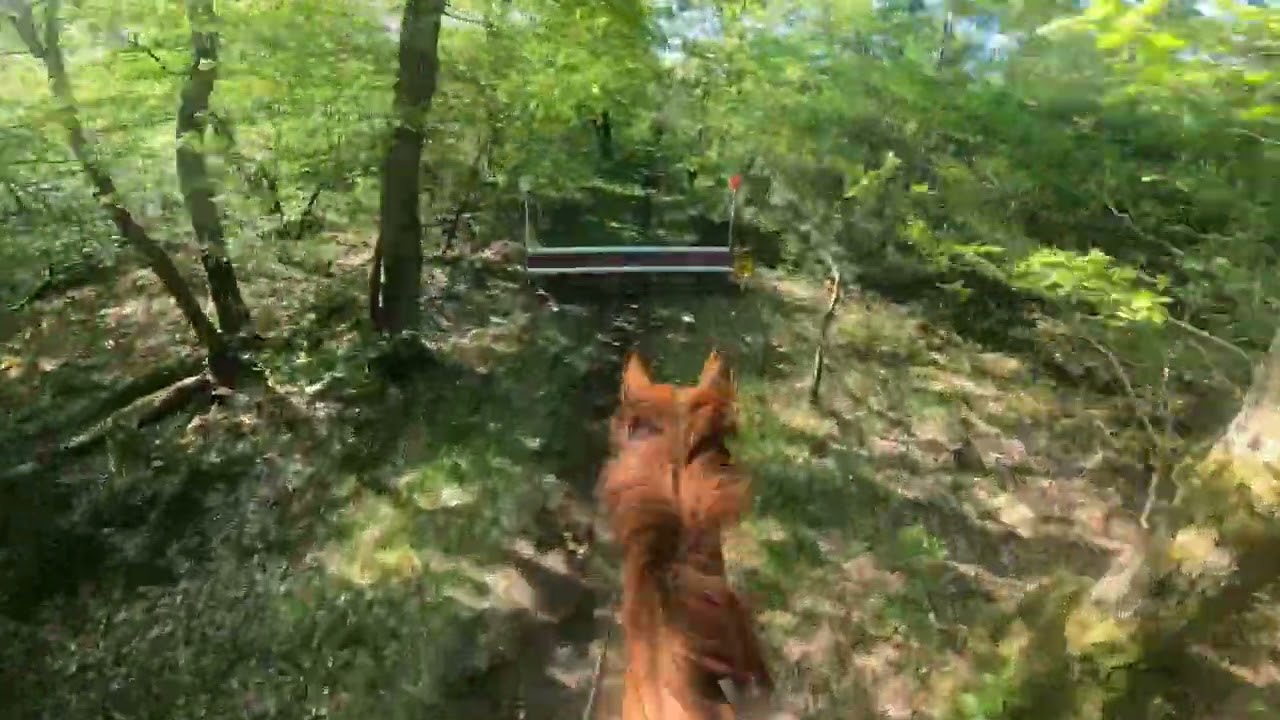SGW Markelo Potdijk B intro paarden