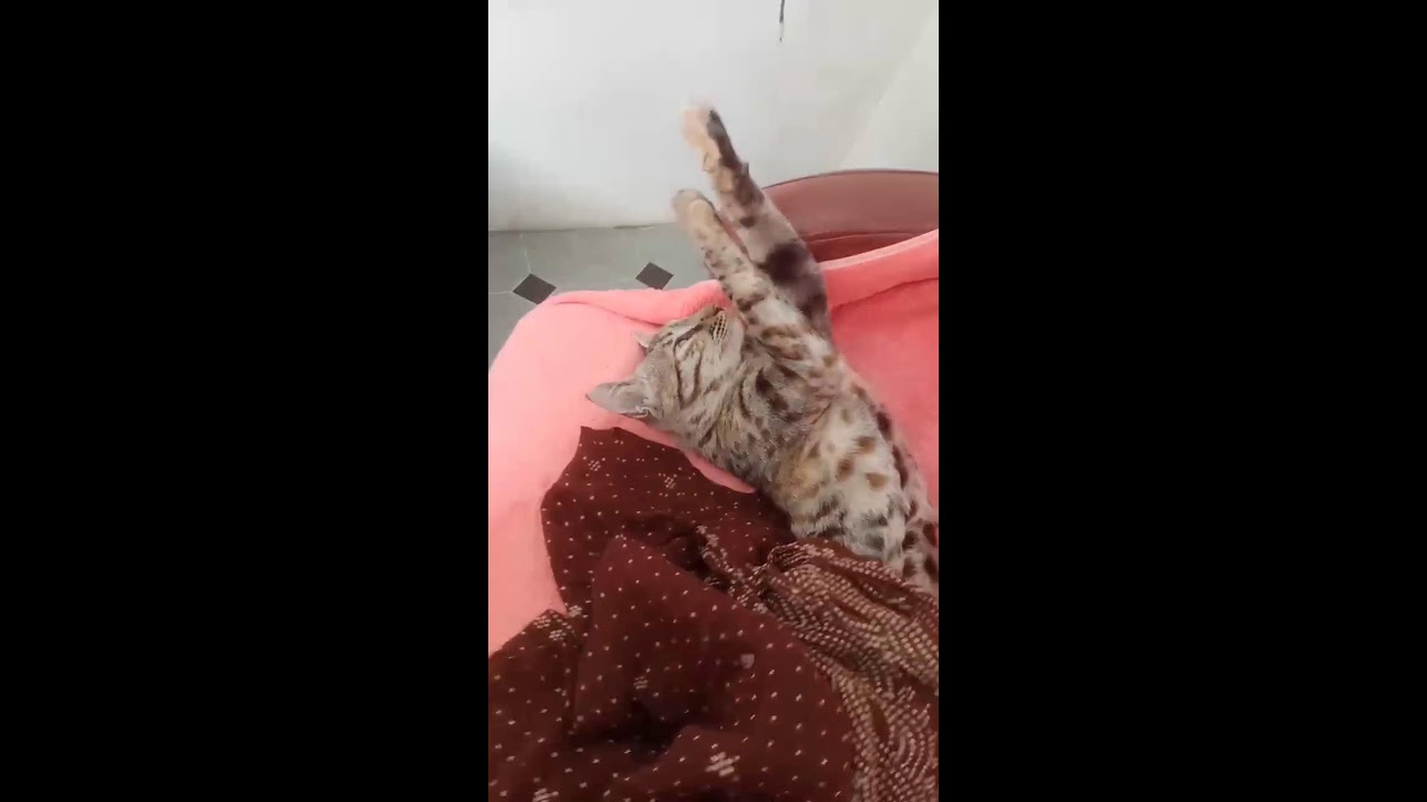 Cat videos sort