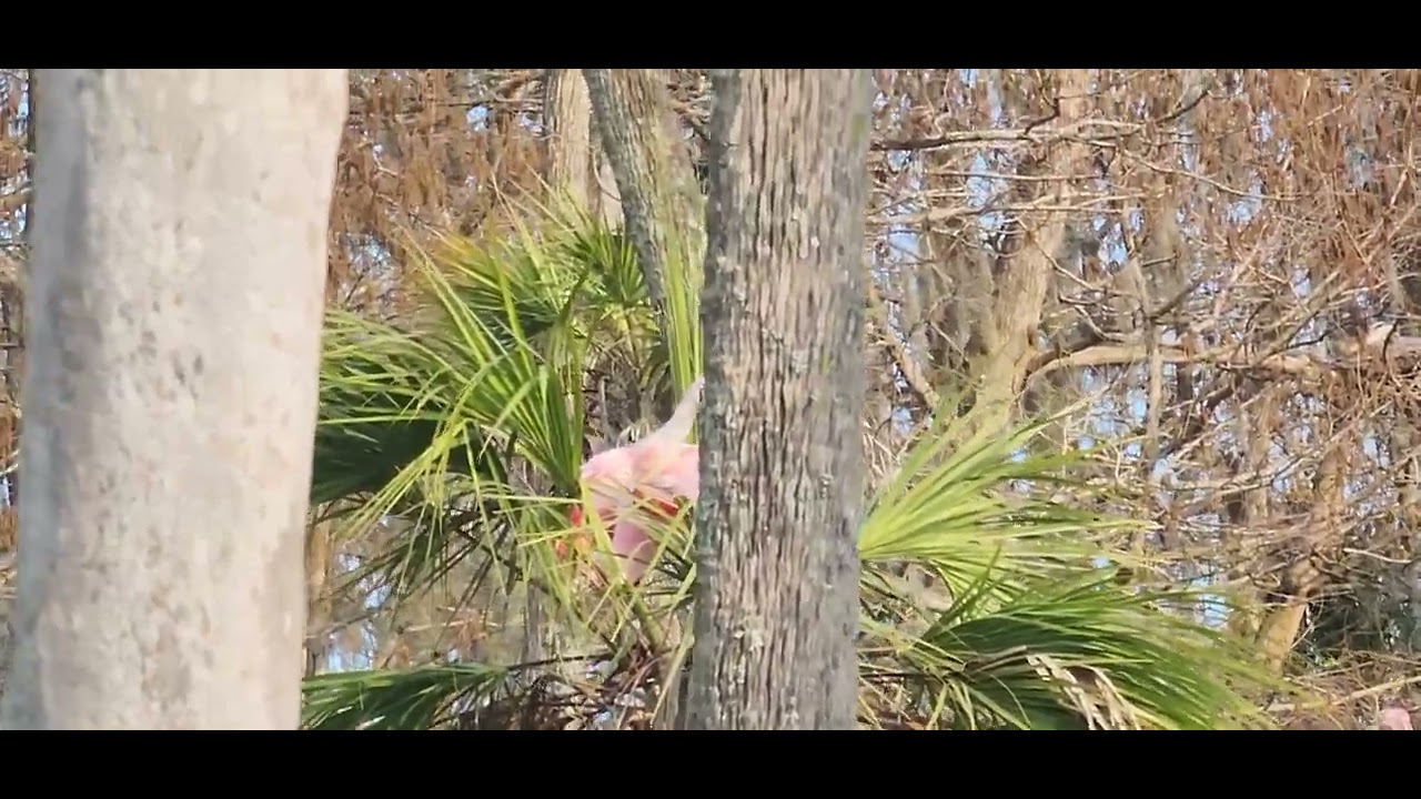 Great Egret on a Cabbage Palm Snag.