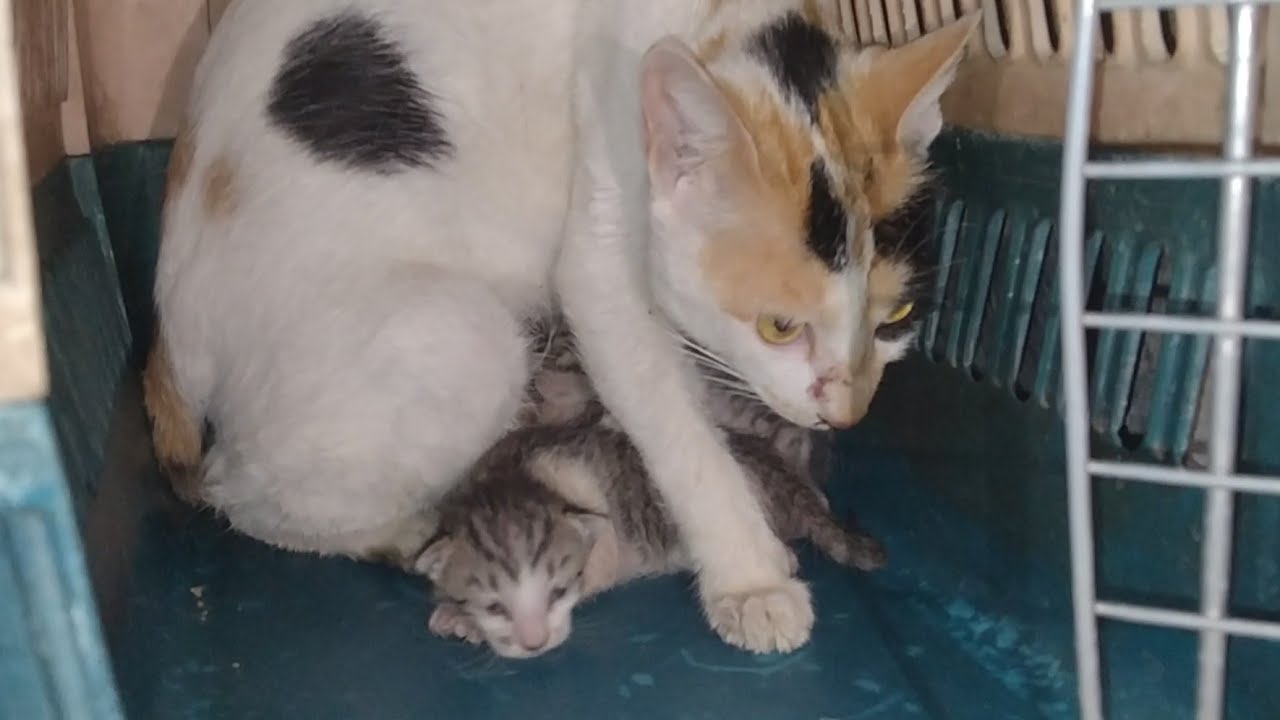Grumpy Mother Cat Rescued With 4 Kittens &ndash; Still Doesn&rsquo;t Trust Humans 😾🐾