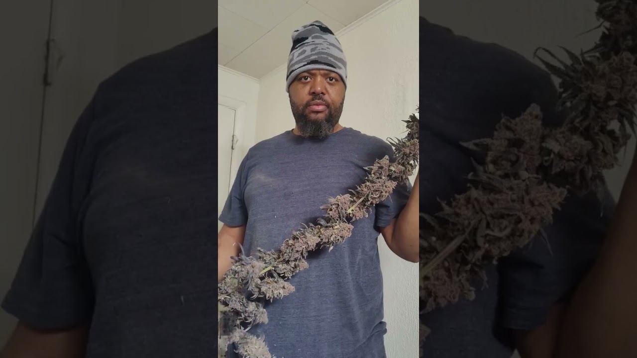 Nice sized buds. They turned purple because of the cold. #strawberrycough