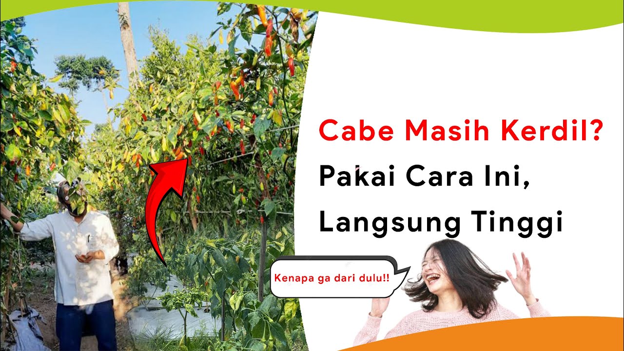 Cara Ini Bisa Pulihkan Cabe Kerdil! Langsung Tinggi dan Rimbun