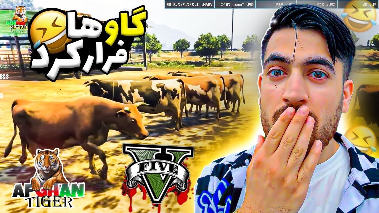 جالبترین ویدیو🤦🏻‍♂️گاو های قربانی از پیش ما گریخت🤯😰🐂