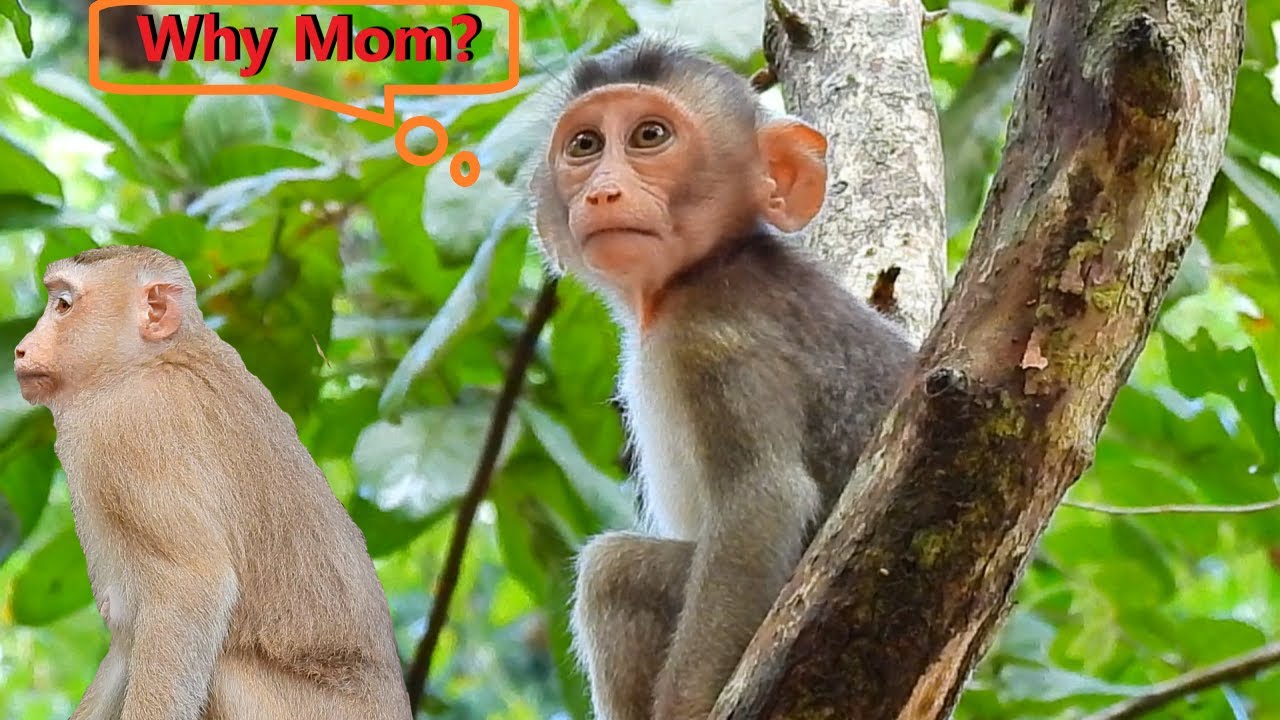 Young Mom Monkey Rose Now Abandoned Cute Baby Monkey Rex She Not Care