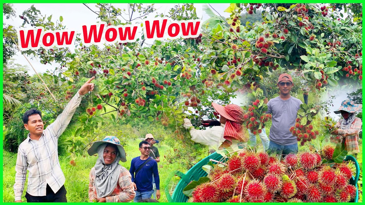 1839-Wow-to the rambutan plantation, wake up immediately, a lot of fruit/ ចម្ការសាវម៉ាវផ្លែច្រើនណាស់