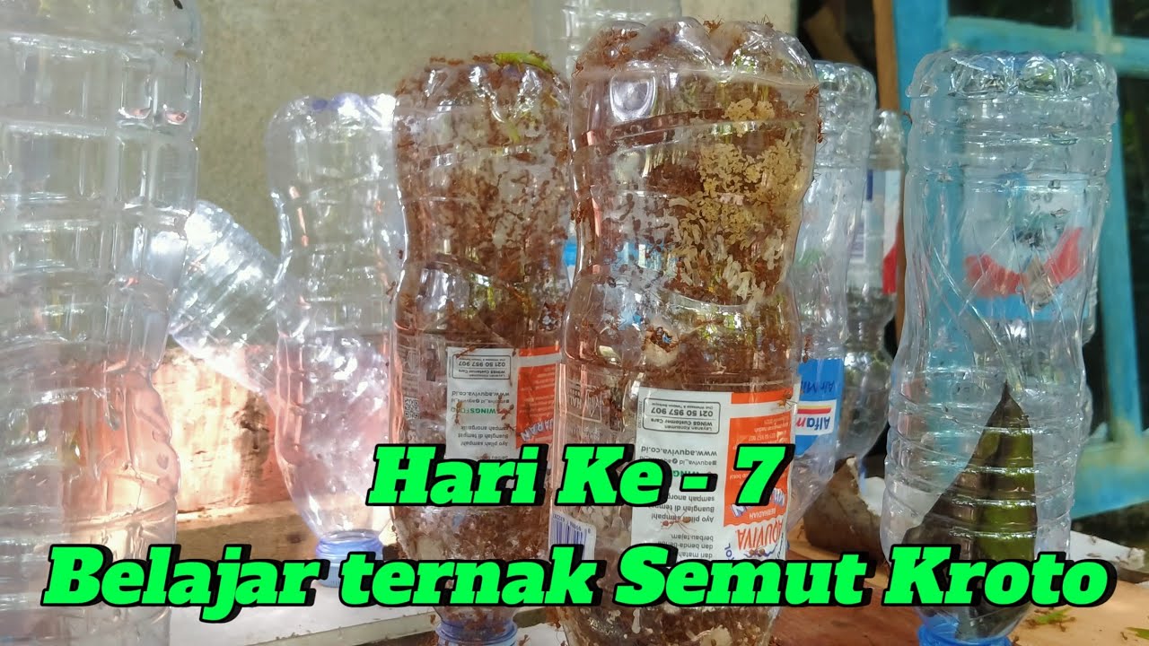Belajar cara budidaya semut rangrang penghasil kroto, Hari ke - 7