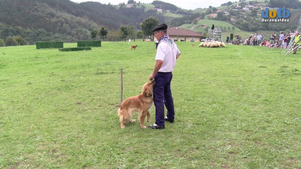 #dotb 50 campeonato de perros pastor de Euskadi en Garai