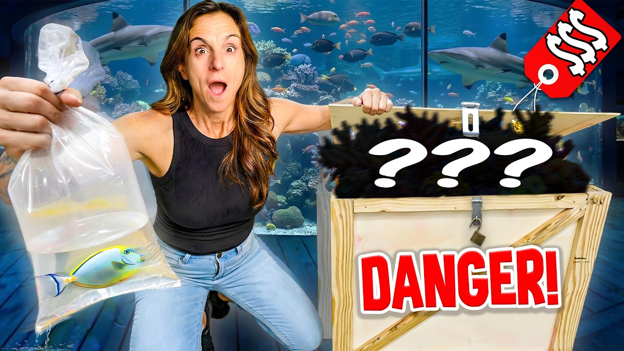 This Reef Purchase Got Out of Control!