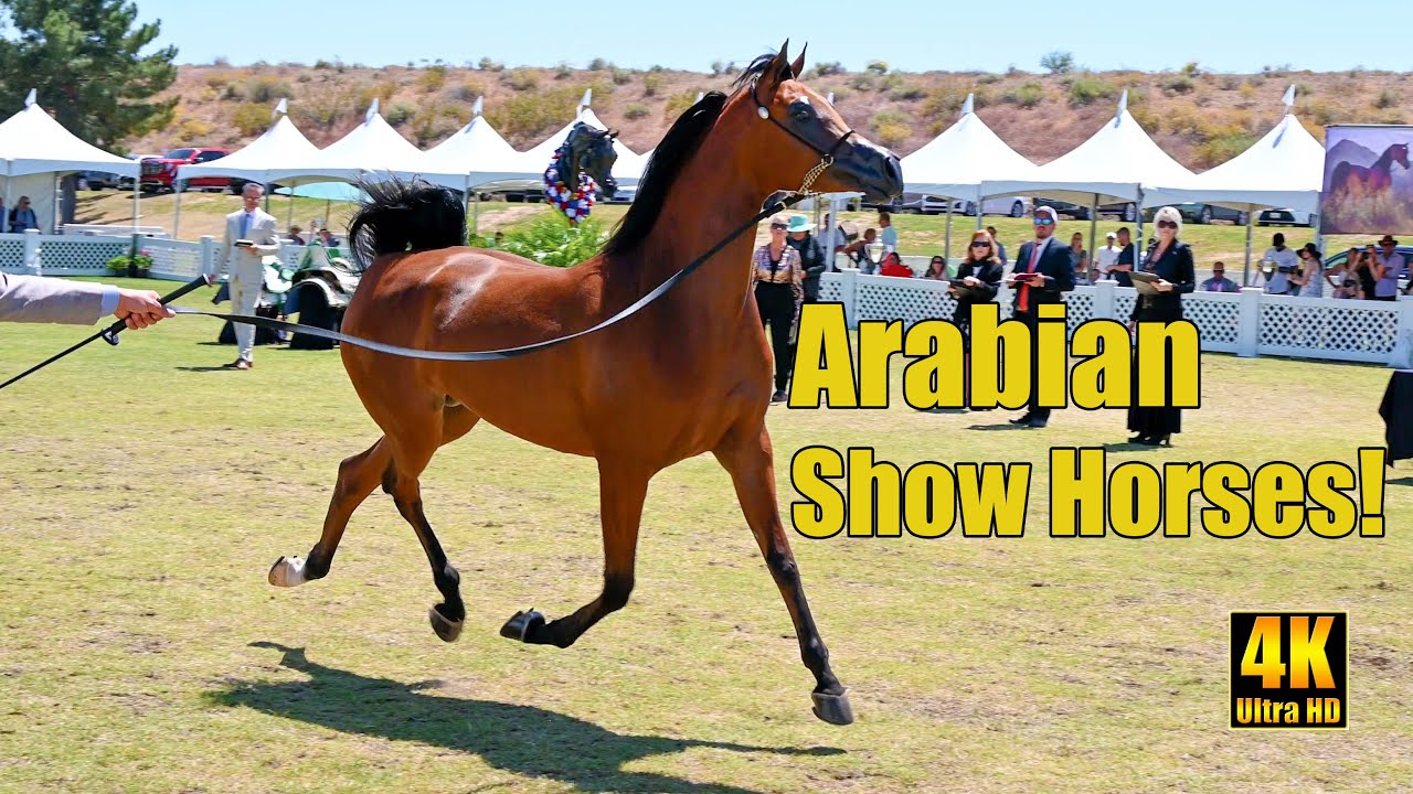 Arabian Breeders World Cup Horse Show - Jr Mare Supreme Champ