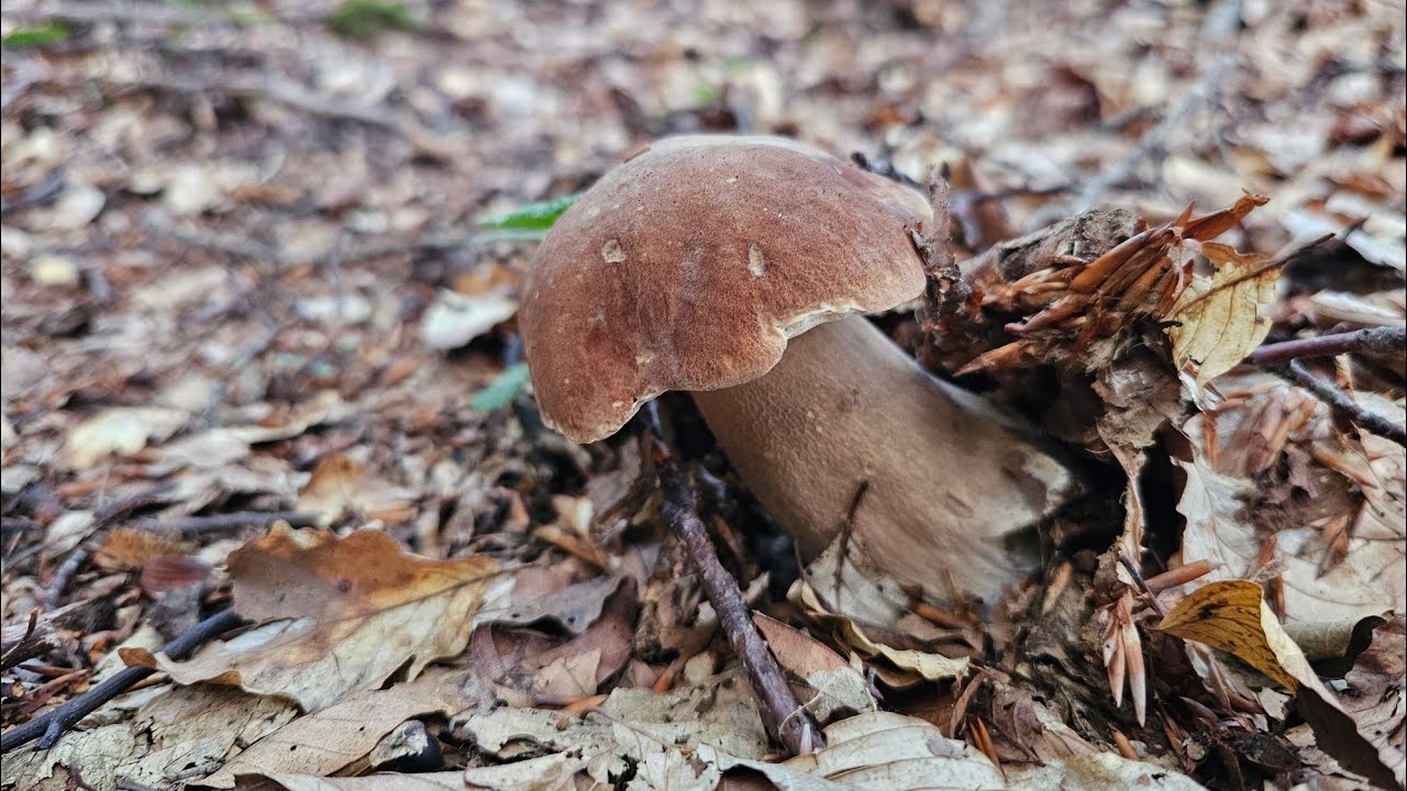 CRESCITA CLAMOROSA DI FUNGHI PORCINI - SETTEMBRE 2024