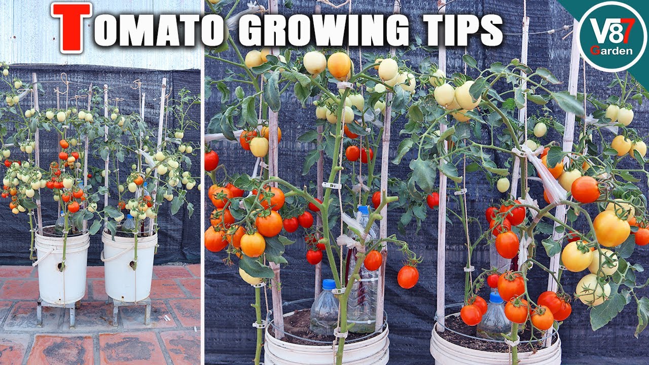 How to Grow Lots of Tomatoes in Container | Seed to Harvest