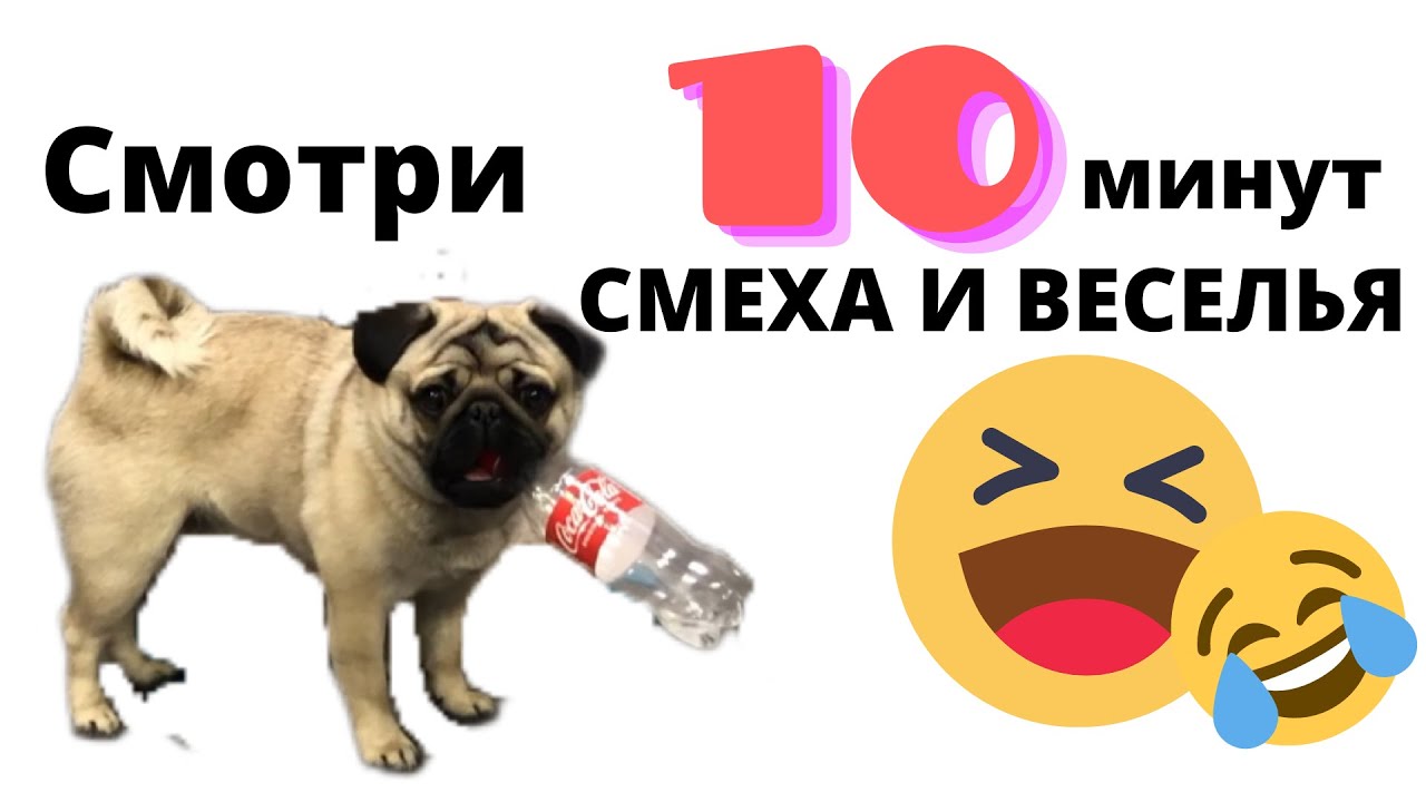 ПРИКОЛЫ 😅 Мопс 😍 ПРИКОЛЫ с животными 😂 РЖАКА до слёз 2022 🤣