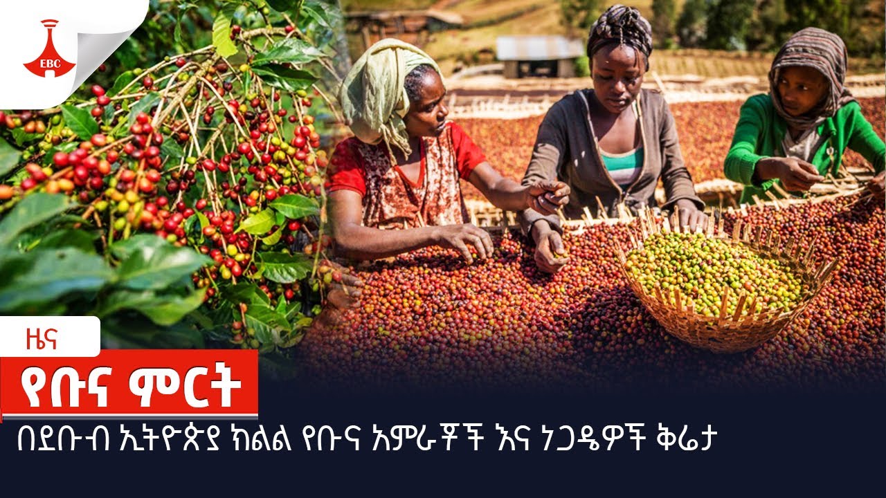 በደቡብ ኢትዮጵያ ክልል የቡና አምራቾች  እና ነጋዴዎች ቅሬታ Etv | Ethiopia | News