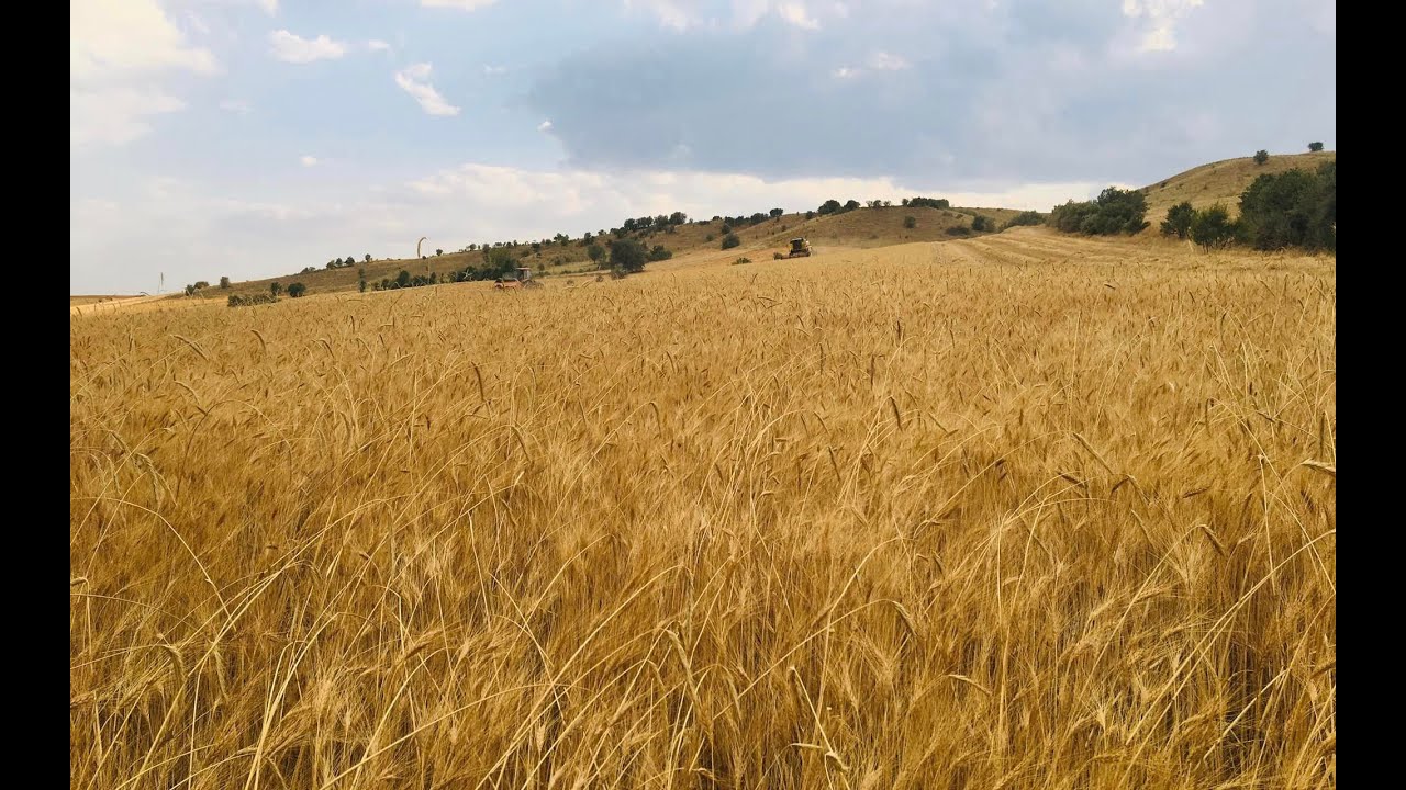 ısparta yalvaç sücüllü köyü hasat zamanı