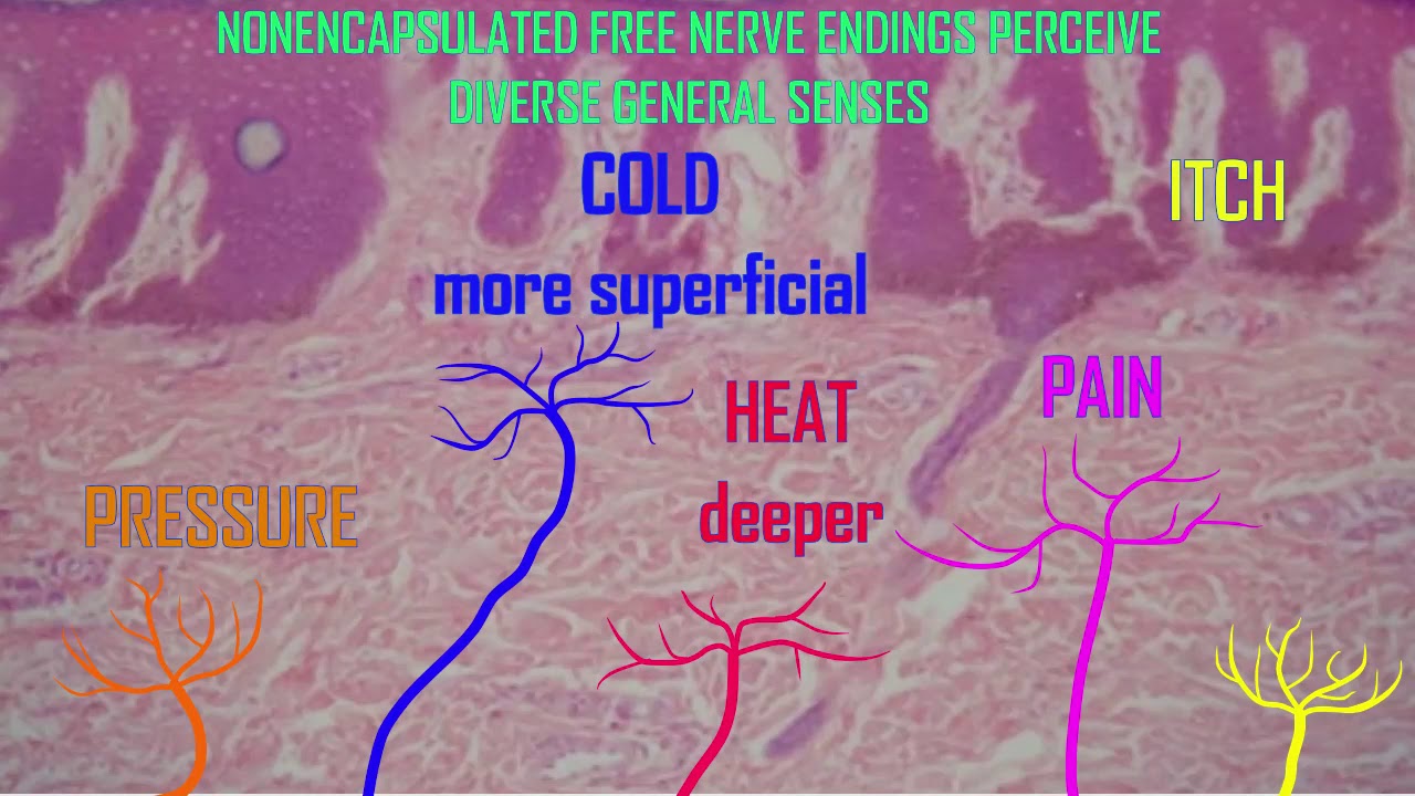 general senses: nonencapsulated free nerve endings