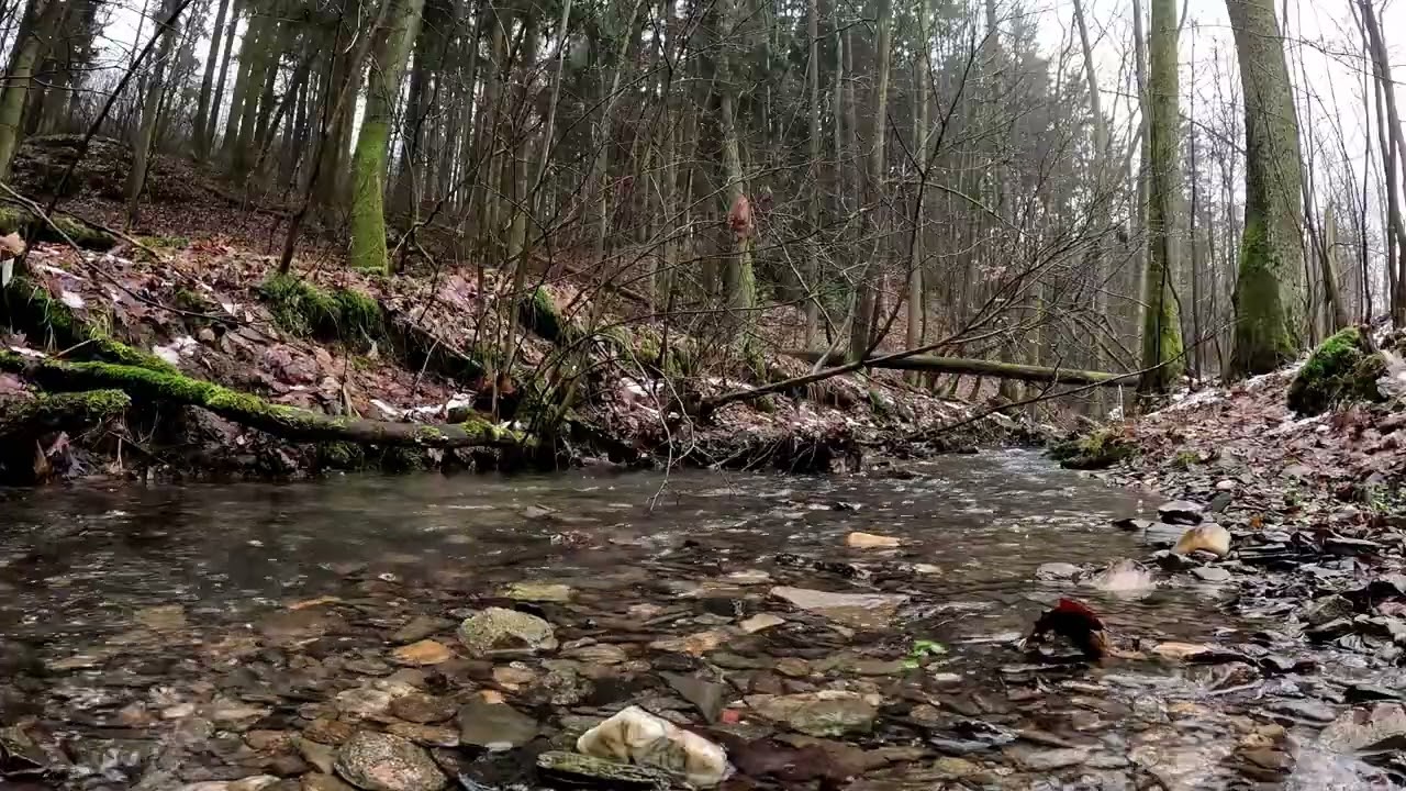 Calm Creek in the Woods | Relaxing nature sounds