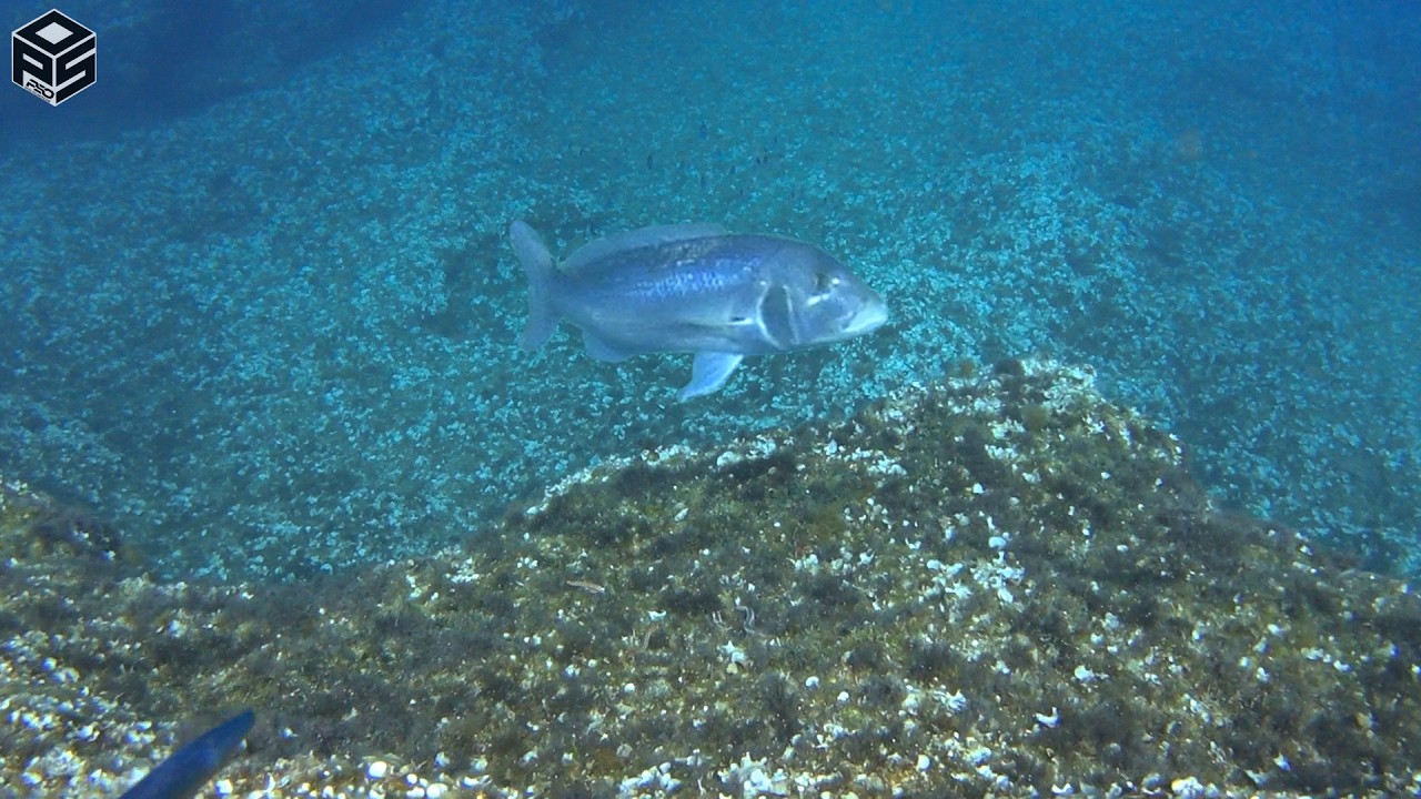 PESCASUB Dentice Gigante Pesca subacquea Profonda - Spearfishing Dentex