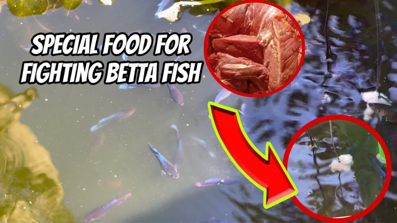 Provide special food for fighting fish, fresh meat type
