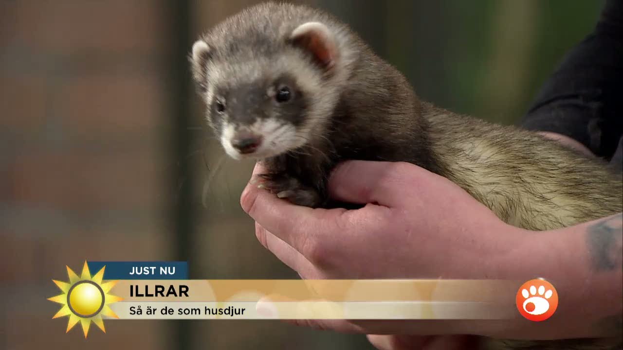 Så är det att ha en iller som husdjur - Nyhetsmorgon (TV4)