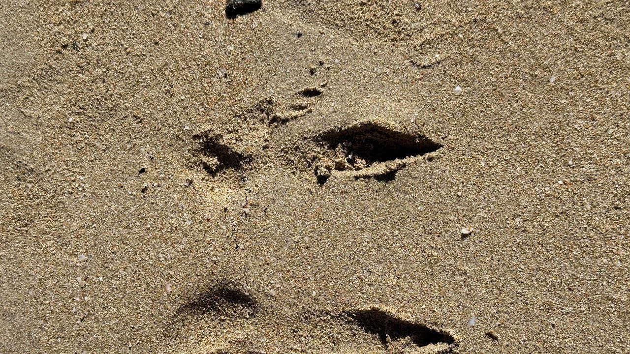 Walking Catseye beach on Hamilton Island Whitsundays Australia (low tide)