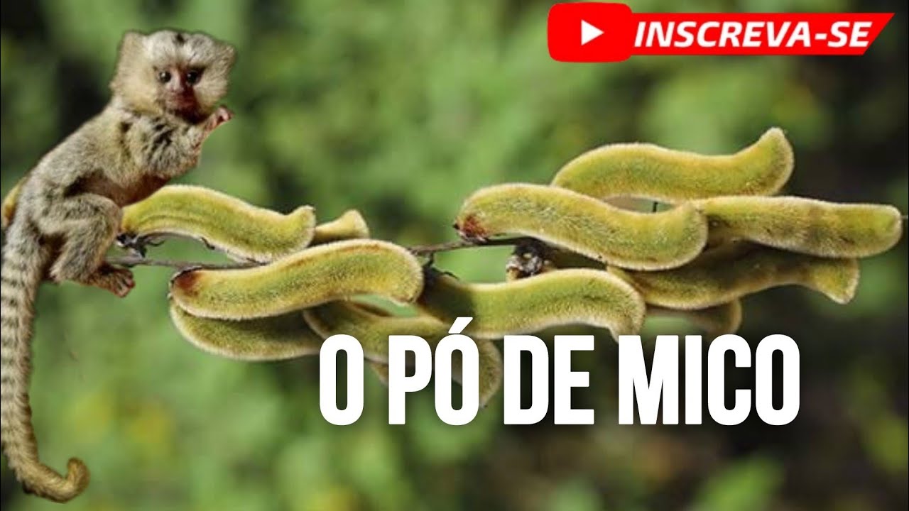 O P&oacute; de Mico 🫘🌿🙉