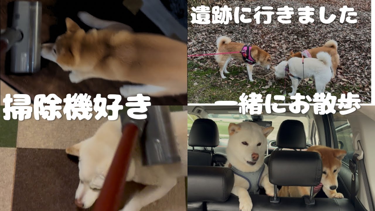 掃除機大好き‼️#遺跡に行ったよ‼️#柴犬＃白柴＃赤柴＃ご飯#散歩＃ヤンチャガール ＃多頭飼い＃犬のいる生活＃癒し＃可愛い#楽しい1日#8ヶ月＃5才＃鬼嫁＃優夫#犬バカ#あそび