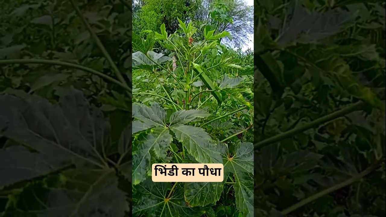 Bhindi ki Kheti Kaise Kare | Okra Farming Guide | Bhindi Ugane Ka Tarika 