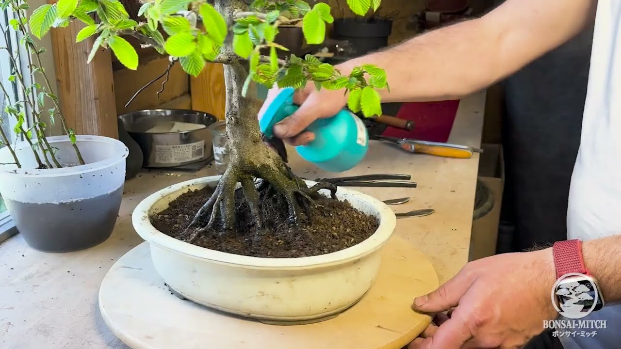 Wurzeln ablaktieren Bonsai | Carpinus betulus - Hainbuche | #3