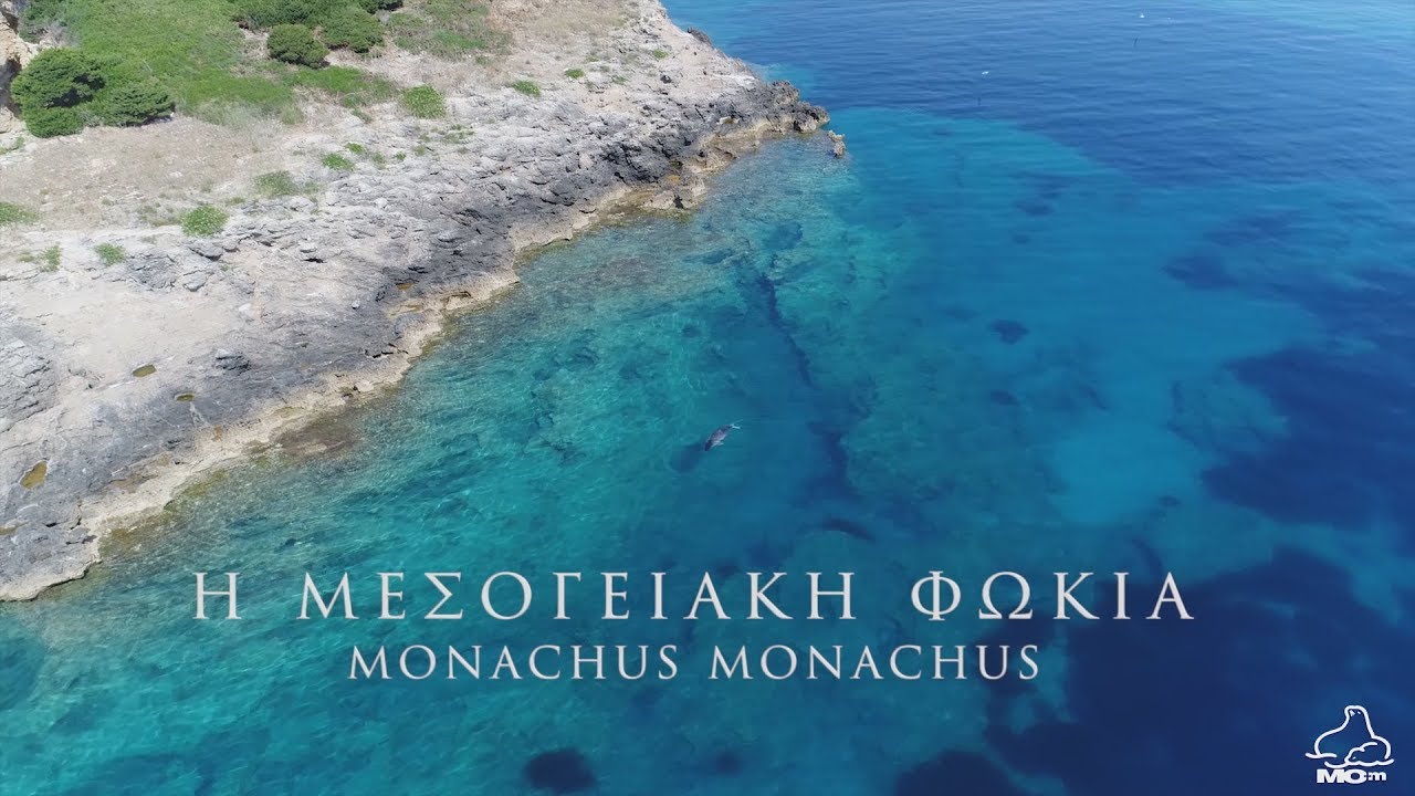 Είδα Φώκια - Εκπαιδευτικό Video